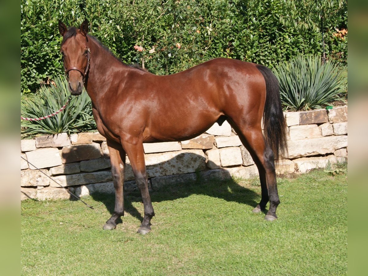 American Quarter Horse Castrone 2 Anni 150 cm Baio in Naumburg