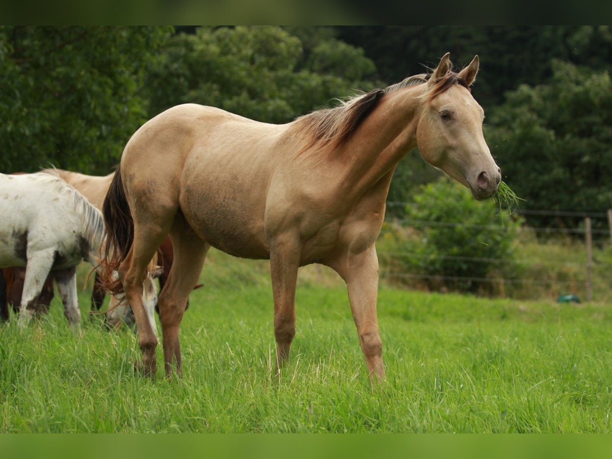 American Quarter Horse Mix Castrone 2 Anni 150 cm Champagne in Küssaberg