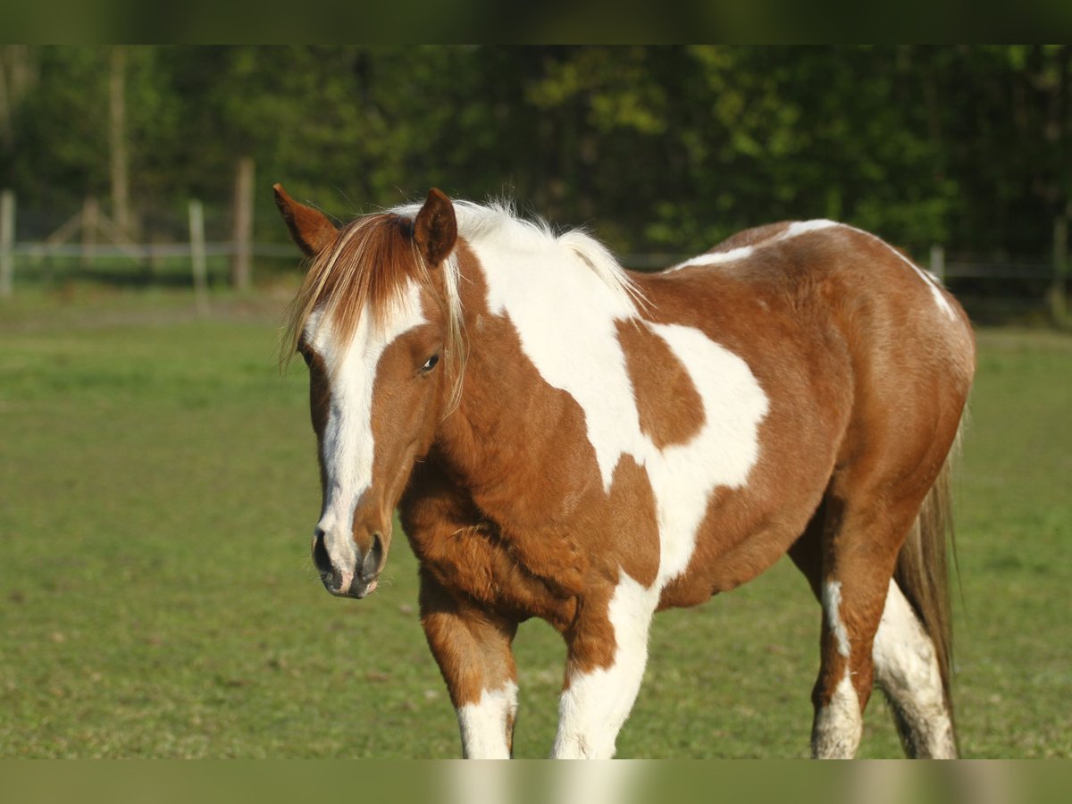 American Quarter Horse Castrone 2 Anni 150 cm Overo-tutti i colori in Dessel