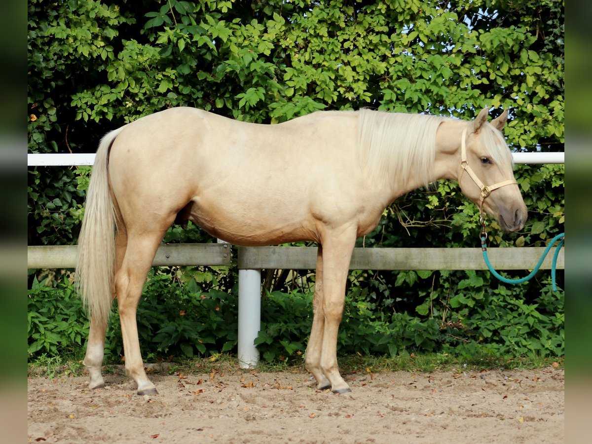 American Quarter Horse Castrone 2 Anni 150 cm Palomino in Stade