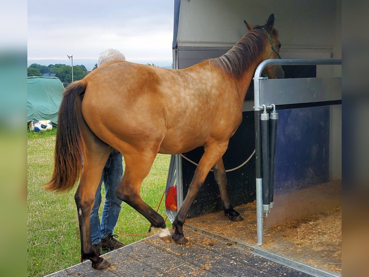 American Quarter Horse Castrone 2 Anni 150 cm Pelle di daino in Müglitztal