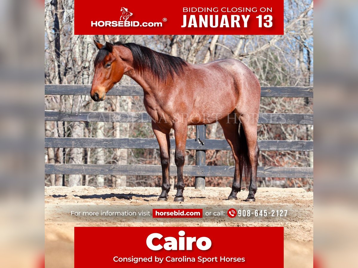 American Quarter Horse Castrone 2 Anni 152 cm Baio roano in Clover, SC