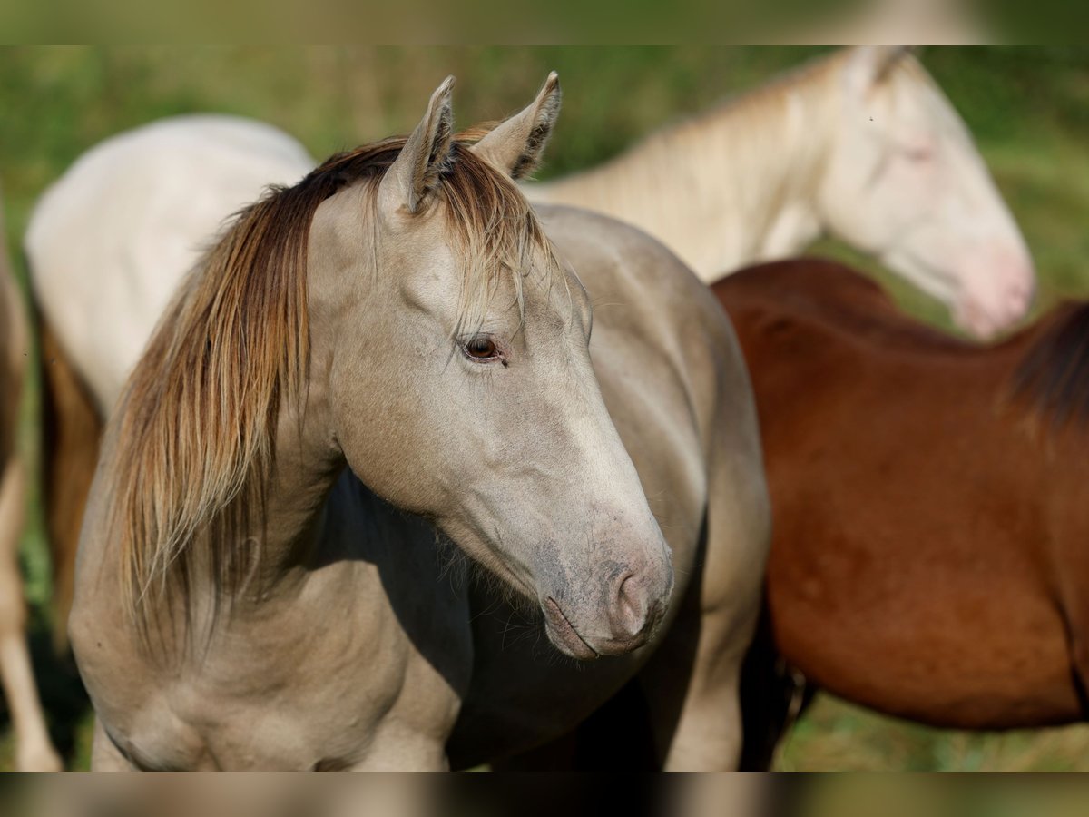 American Quarter Horse Castrone 2 Anni 152 cm Champagne in Rödinghausen