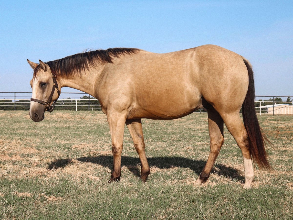 American Quarter Horse Castrone 2 Anni 152 cm Pelle di daino in Gainesville