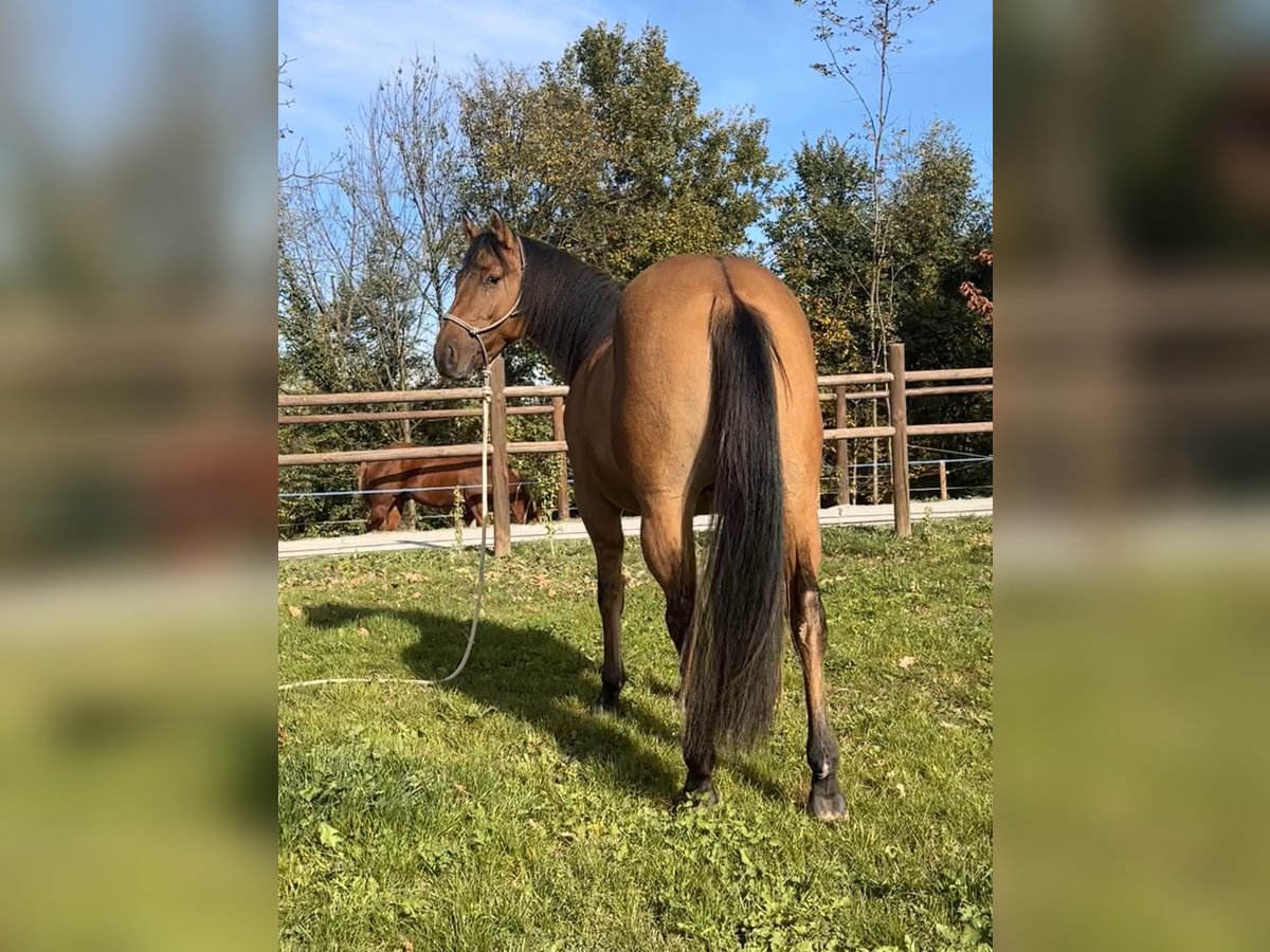 American Quarter Horse Castrone 2 Anni 153 cm in Cortazzone