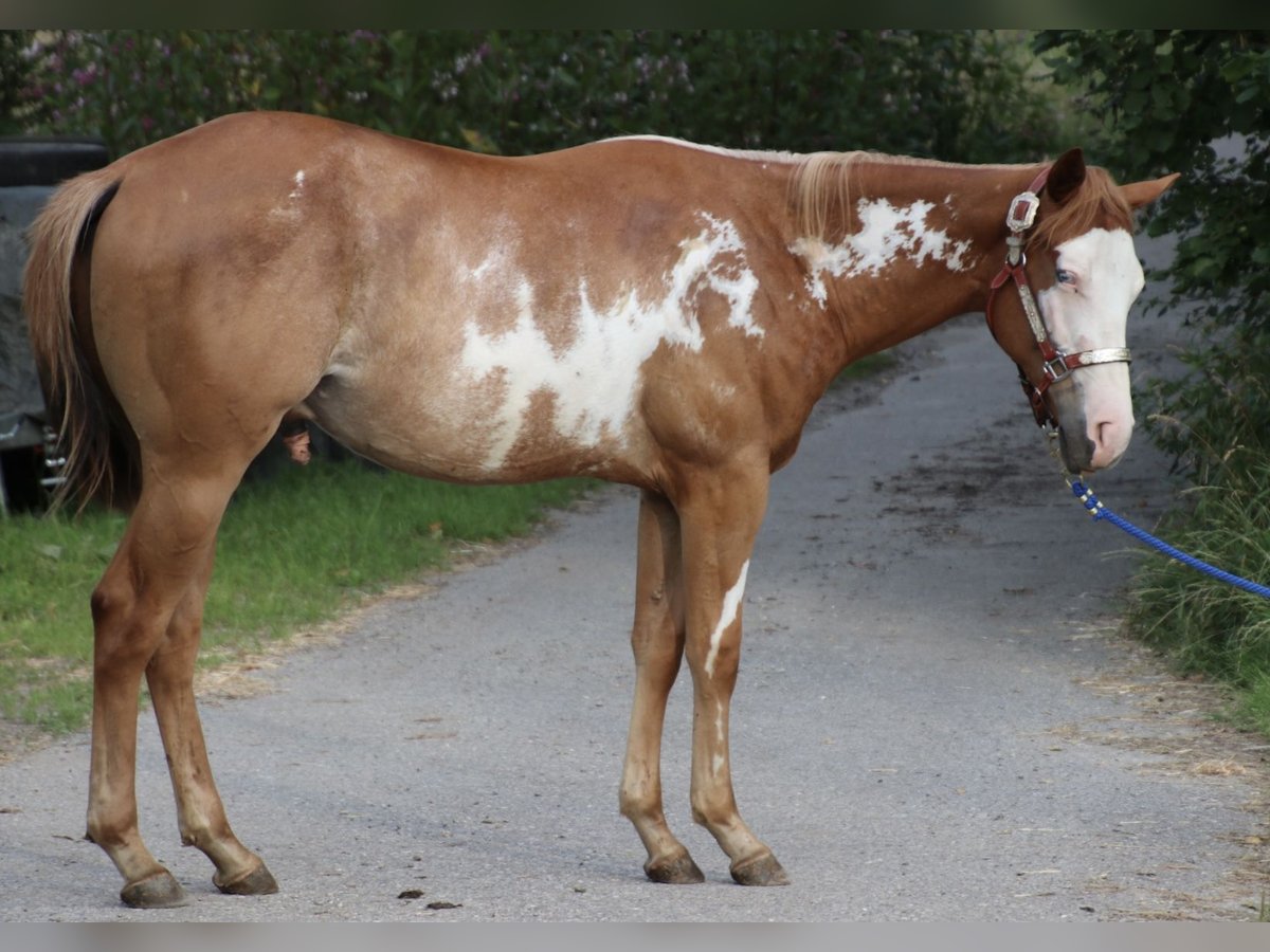 American Quarter Horse Castrone 2 Anni 153 cm Overo-tutti i colori in Schwarzach