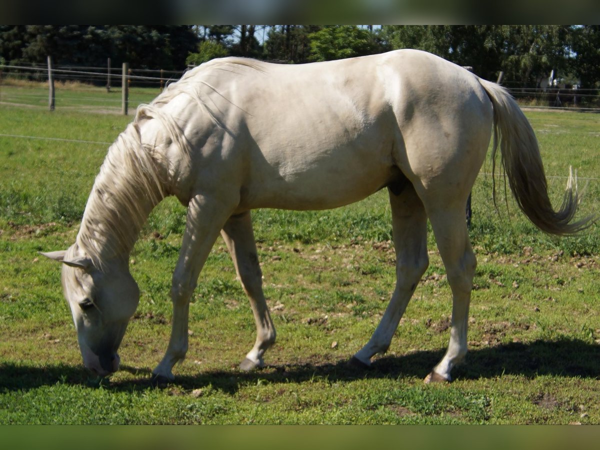 American Quarter Horse Castrone 2 Anni 153 cm Palomino in Treuenbrietzen