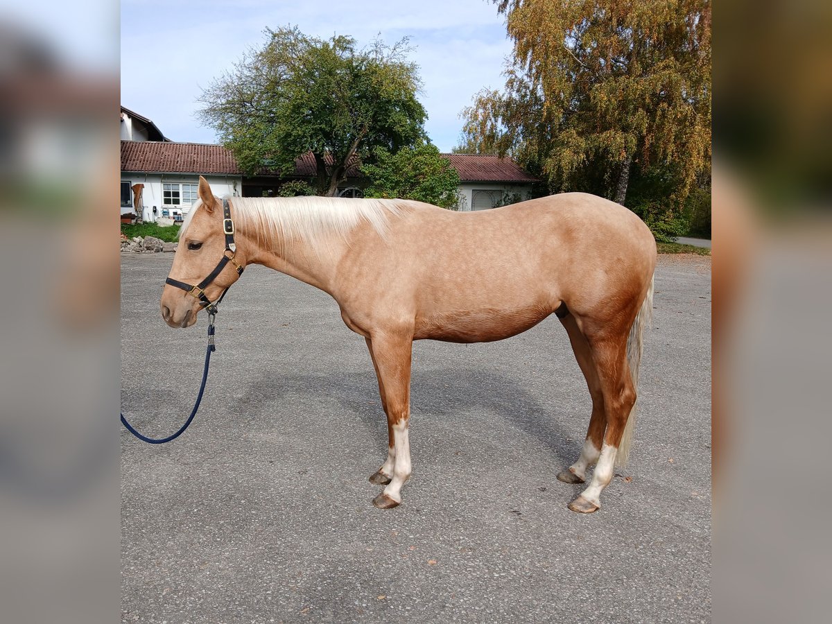American Quarter Horse Castrone 2 Anni 155 cm Palomino in Wasserburg am Inn