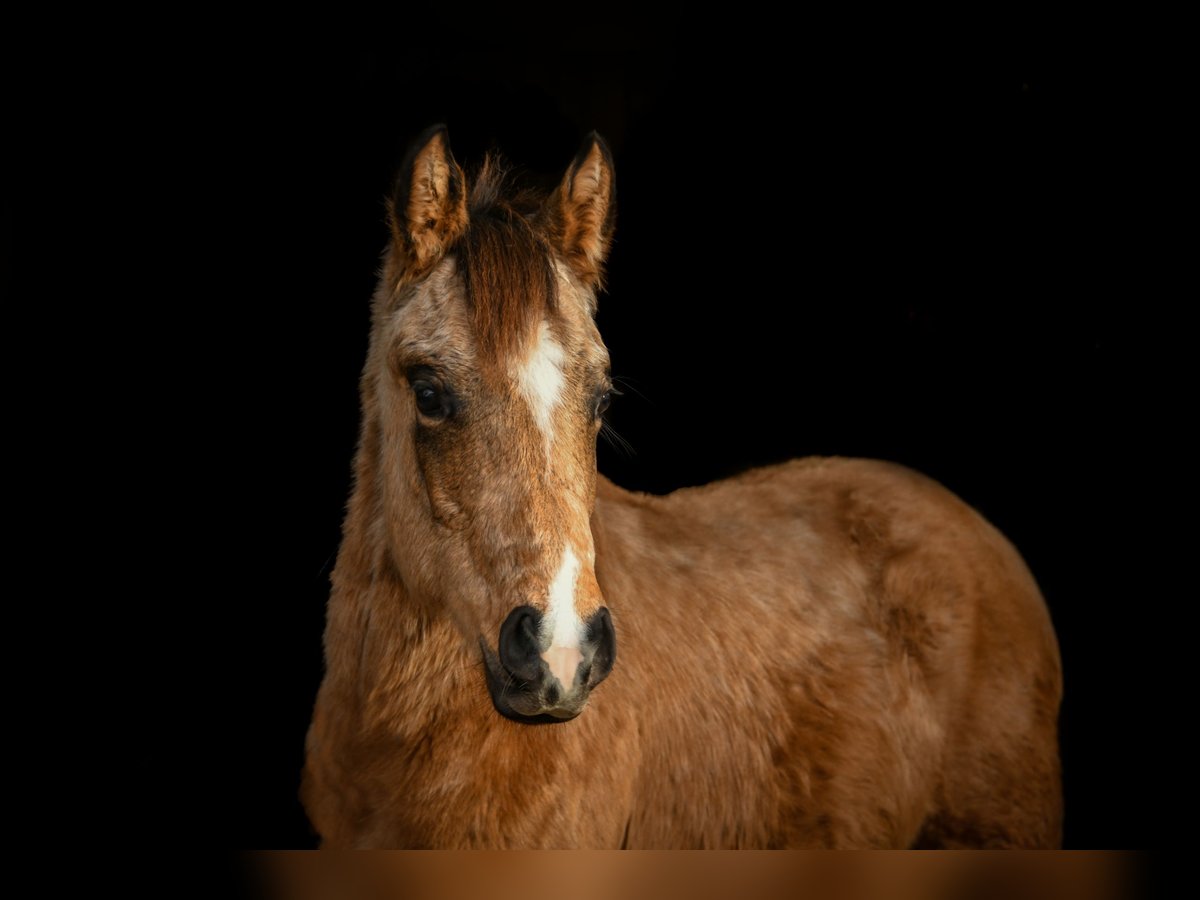 American Quarter Horse Castrone 2 Anni 155 cm Pelle di daino in Freihung - Thansüß