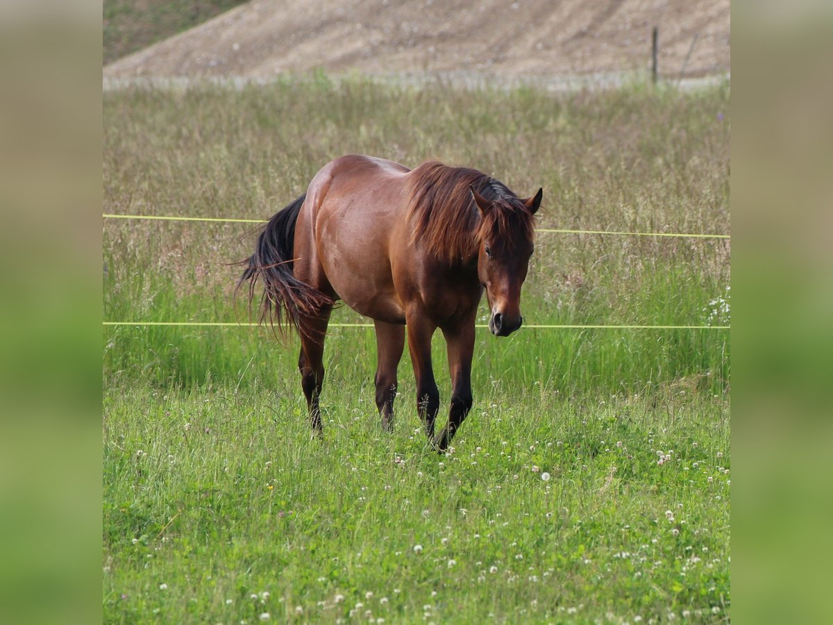 American Quarter Horse Castrone 2 Anni 160 cm Baio in Wichtrach