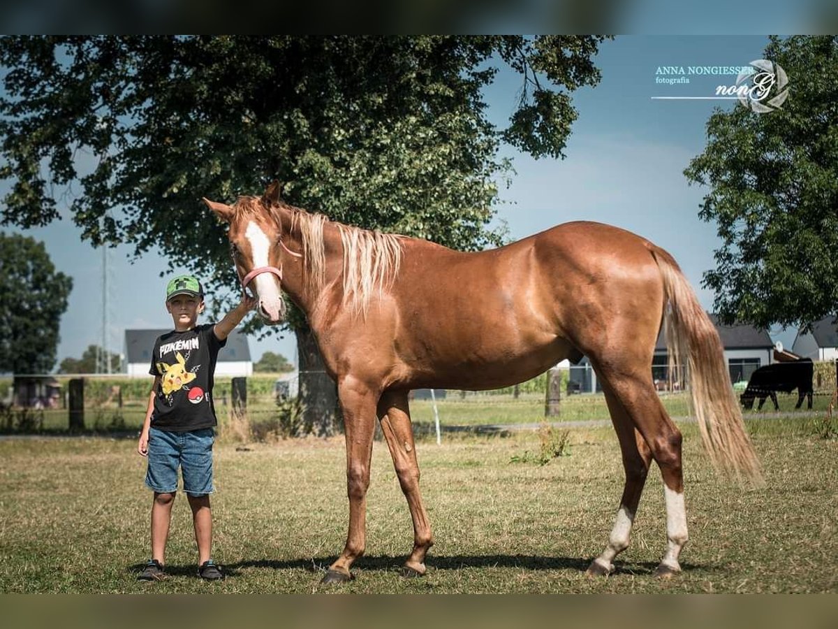 American Quarter Horse Castrone 2 Anni 160 cm in Większyce