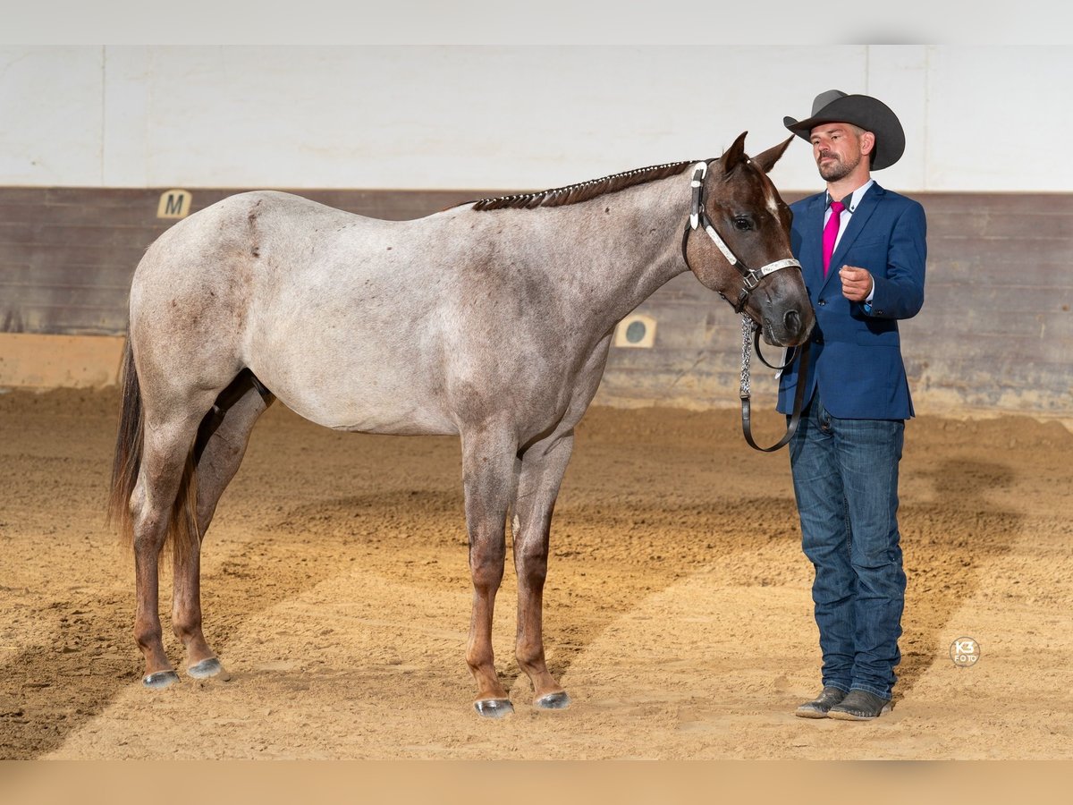 American Quarter Horse Castrone 2 Anni Baio roano in Eurasburg