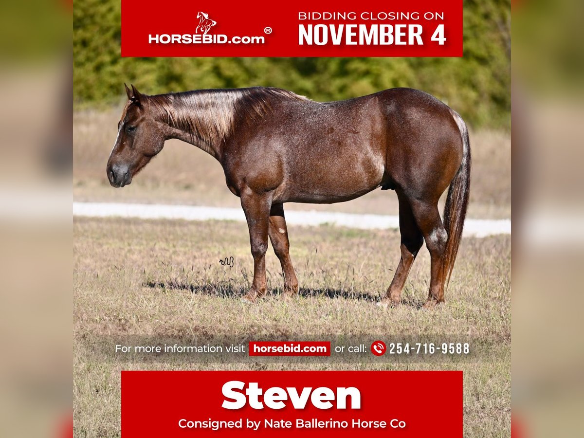 American Quarter Horse Castrone 3 Anni 140 cm Roano rosso in Waco, TX