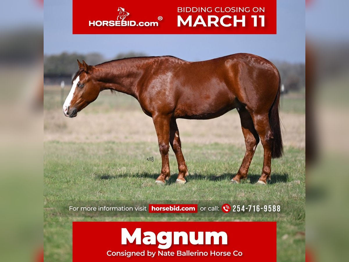American Quarter Horse Castrone 3 Anni 142 cm Sauro ciliegia in Waco, TX