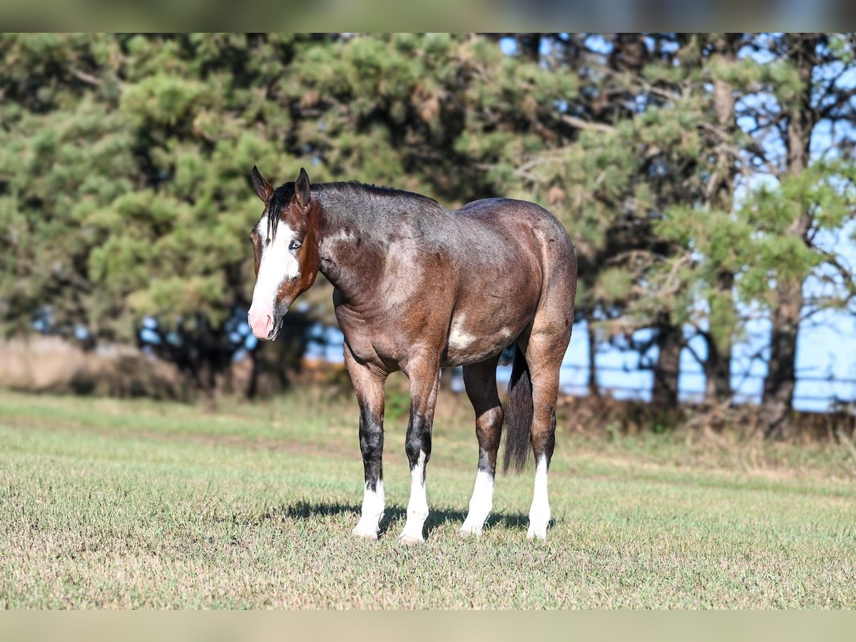 American Quarter Horse Mix Castrone 3 Anni 145 cm Baio roano in Canistota
