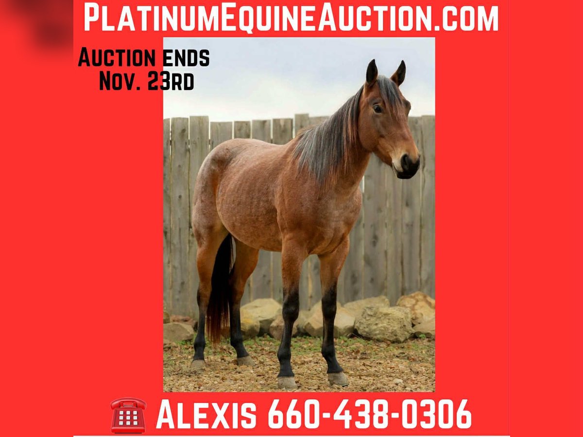 American Quarter Horse Castrone 3 Anni 147 cm Baio roano in Cole Camp MO