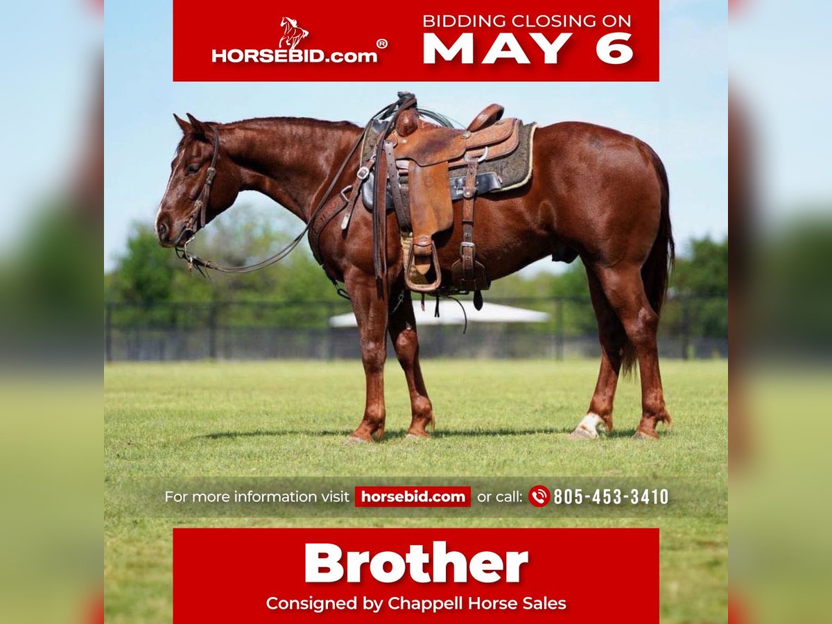 American Quarter Horse Castrone 3 Anni 147 cm Sauro ciliegia in Collinsville