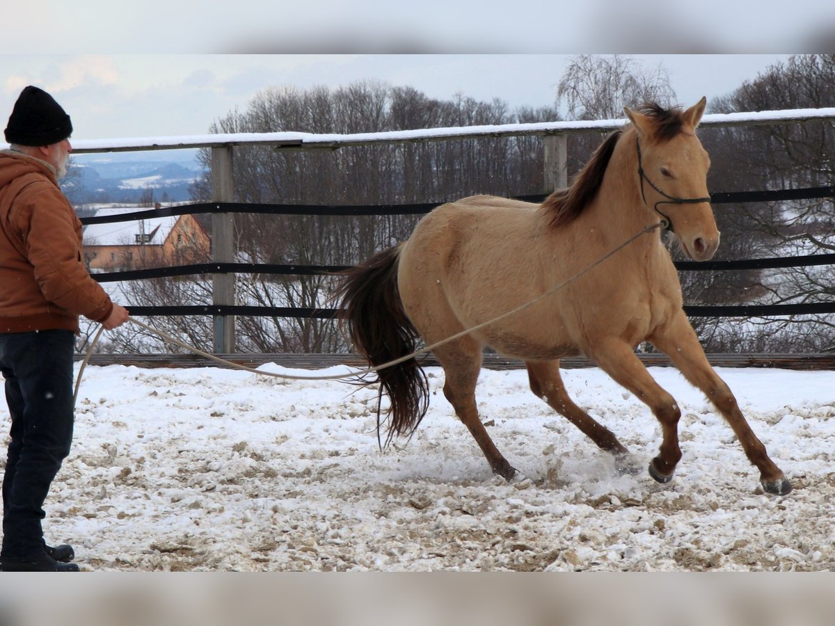 American Quarter Horse Castrone 3 Anni 148 cm Champagne in Müglitztal