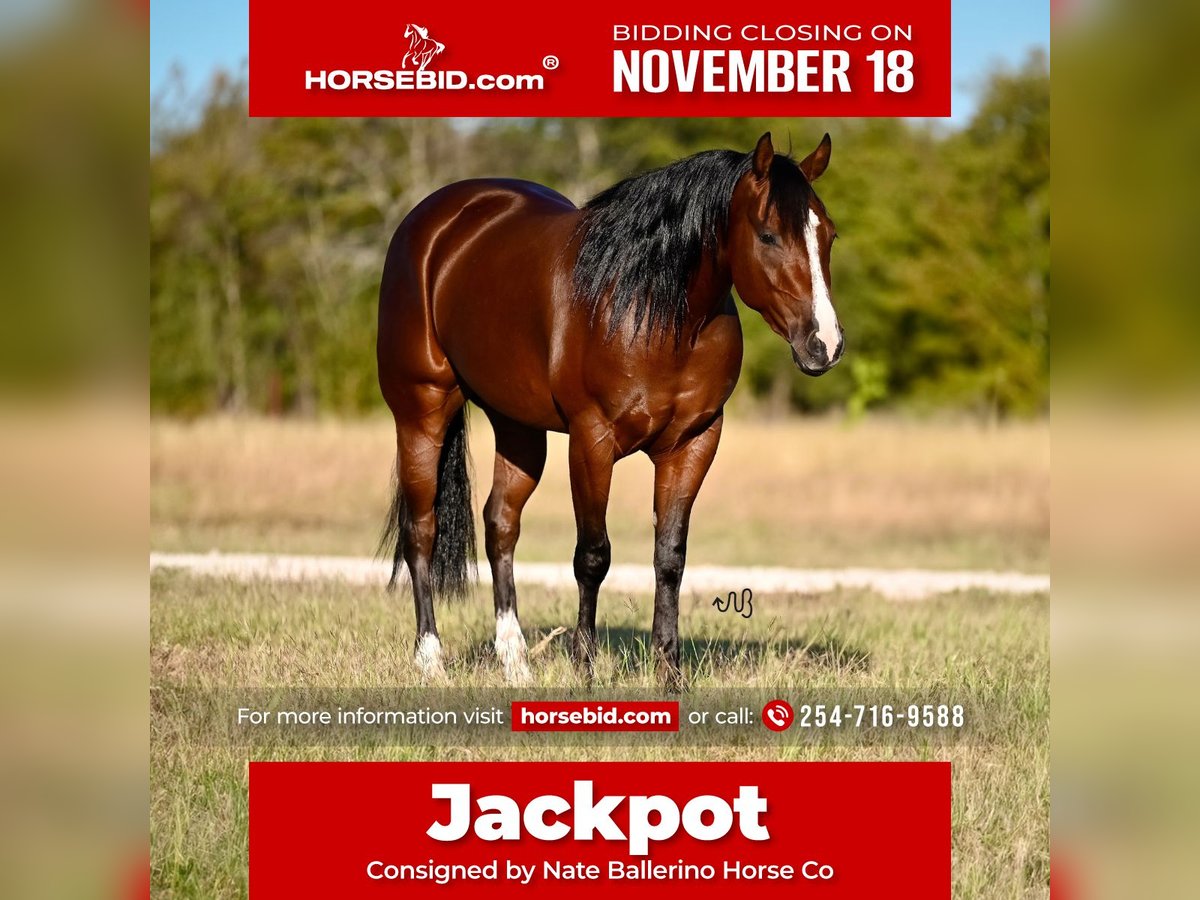 American Quarter Horse Castrone 3 Anni 150 cm Baio ciliegia in Waco, TX