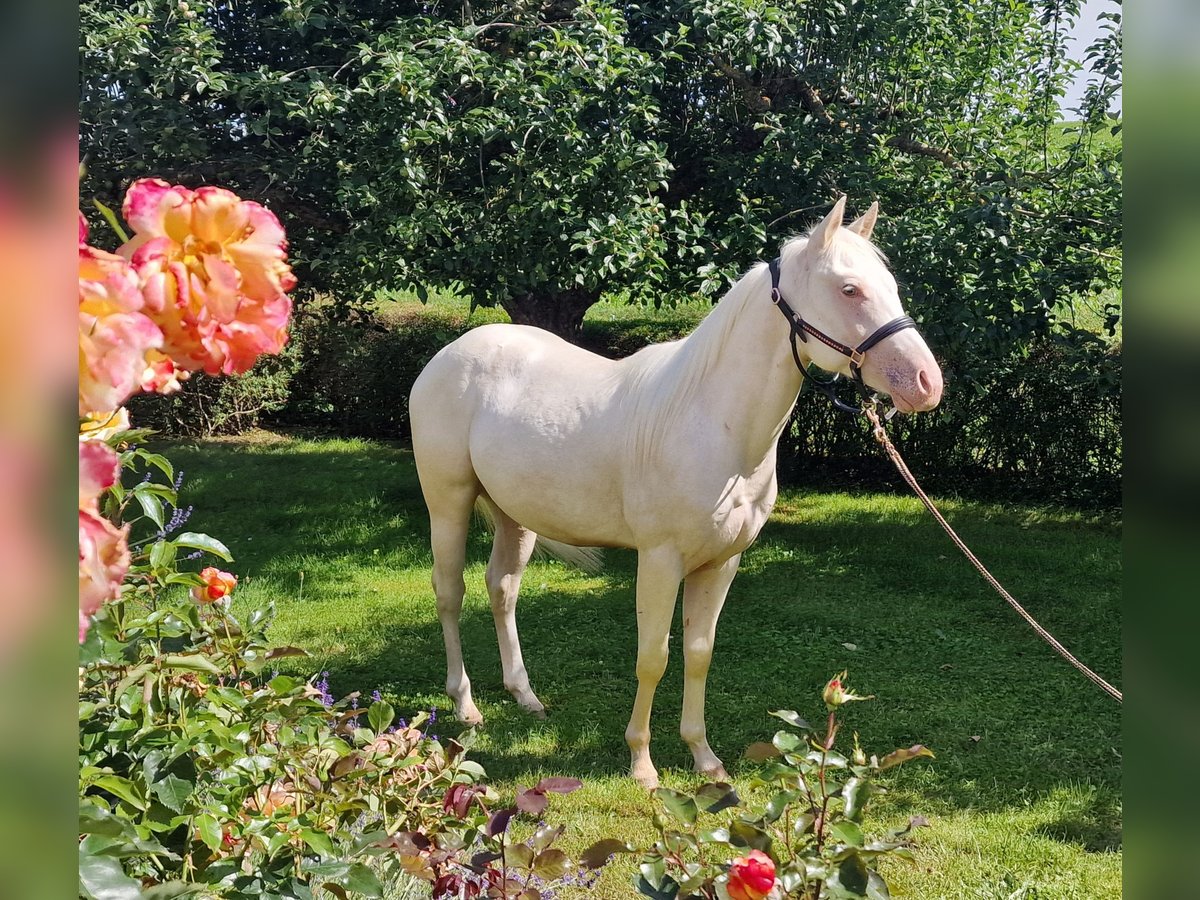 American Quarter Horse Castrone 3 Anni 150 cm Champagne in Au in der Hallertau