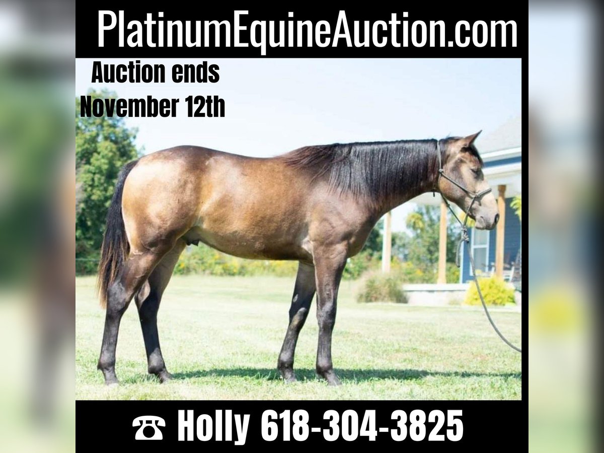 American Quarter Horse Castrone 3 Anni 150 cm Pelle di daino in Greenville KY