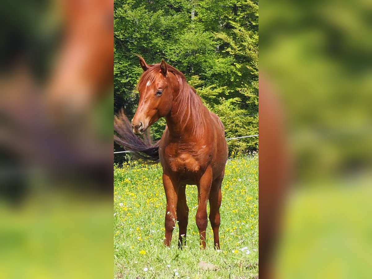 American Quarter Horse Castrone 3 Anni 150 cm Sauro ciliegia in Glashütten