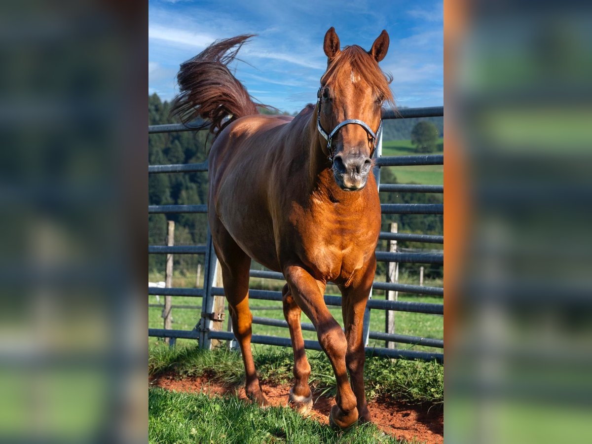 American Quarter Horse Castrone 3 Anni 150 cm Sauro ciliegia in Glashütten