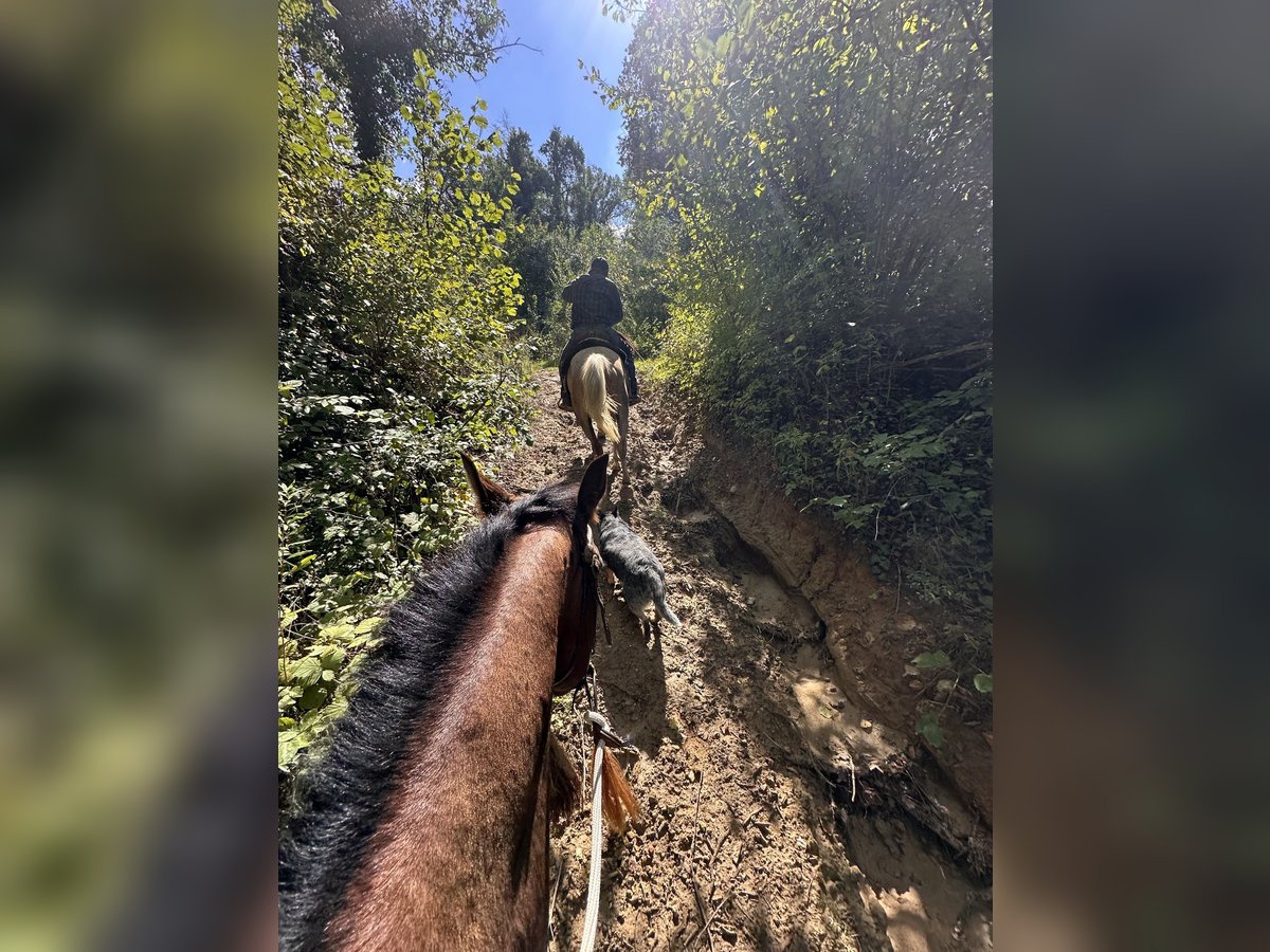 American Quarter Horse Castrone 3 Anni 151 cm Baio in Cortazzone