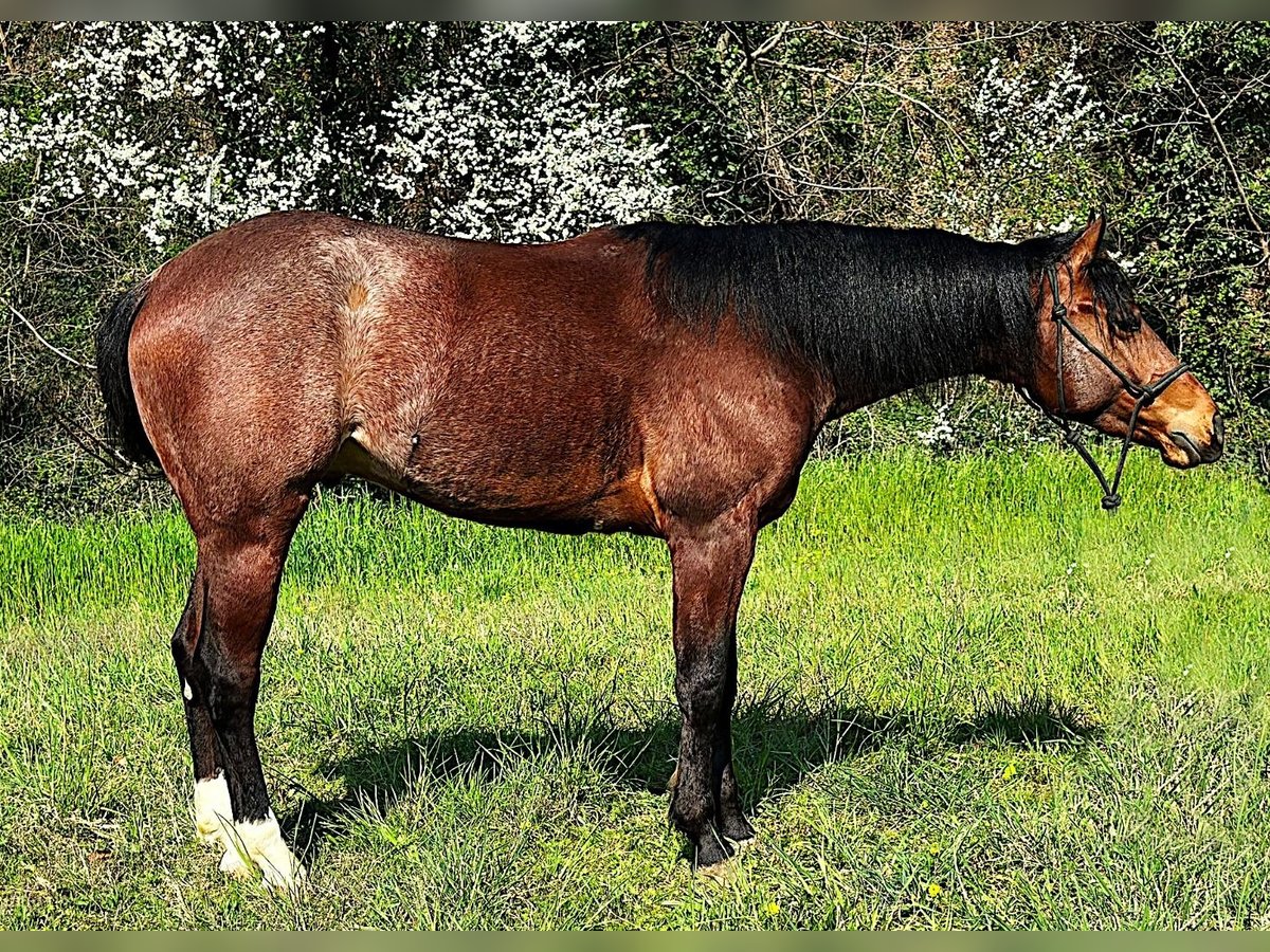American Quarter Horse Castrone 3 Anni 151 cm Rabicano in Trezzo D adda