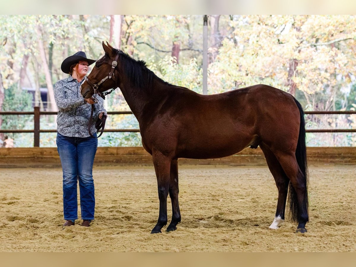 American Quarter Horse Castrone 3 Anni 152 cm Baio in Rijswijk (NB)