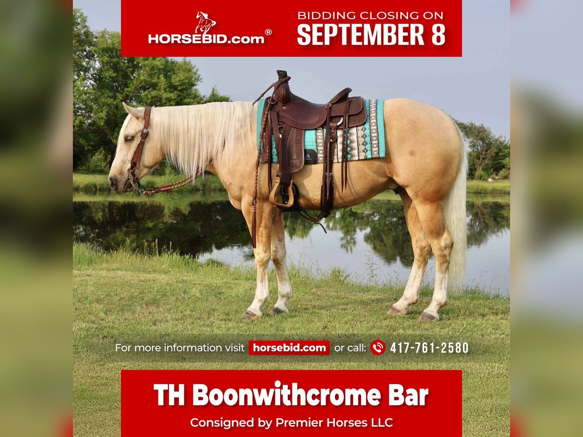 American Quarter Horse Castrone 3 Anni 152 cm Palomino in Buffalo