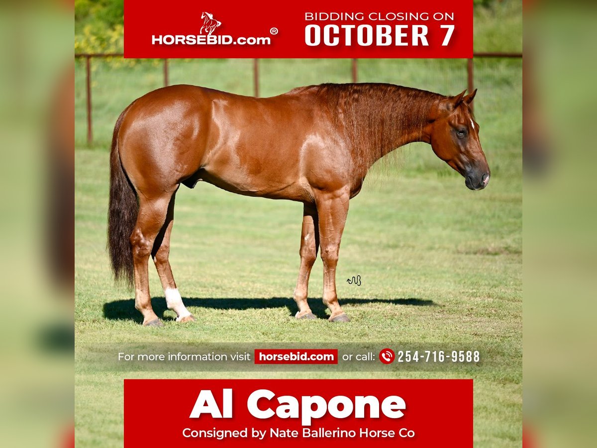 American Quarter Horse Castrone 3 Anni 152 cm Sauro ciliegia in Waco, TX