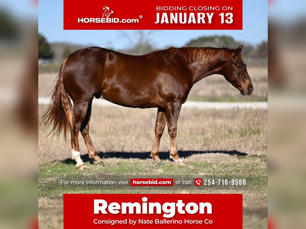 American Quarter Horse Castrone 3 Anni 152 cm Sauro ciliegia in Waco, TX