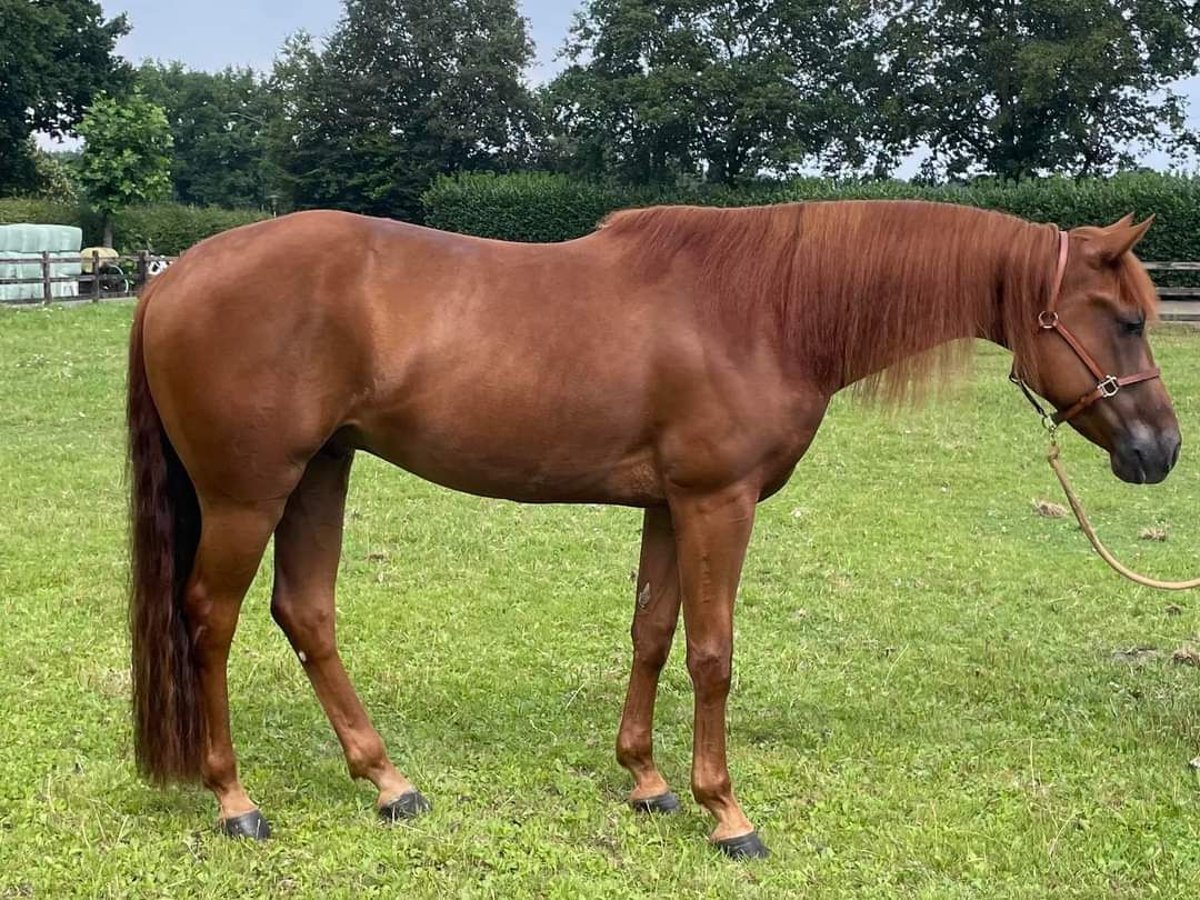 American Quarter Horse Castrone 3 Anni 155 cm Sauro in Vorstenbosch