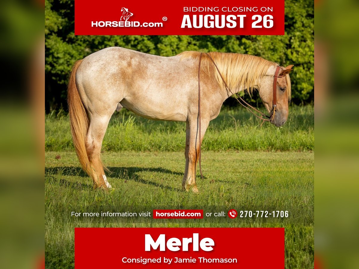 American Quarter Horse Mix Castrone 3 Anni 157 cm Roano rosso in Auburn