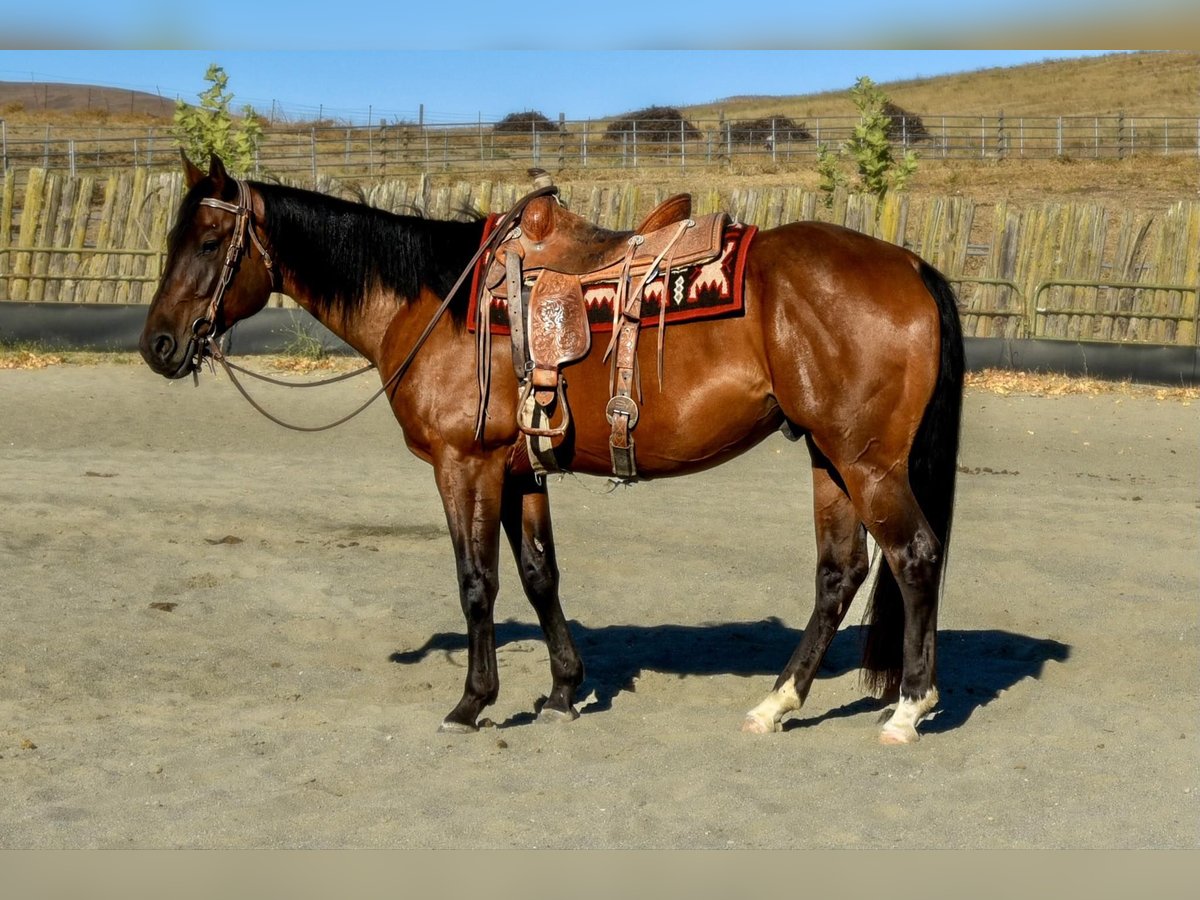 American Quarter Horse Castrone 3 Anni 163 cm Baio ciliegia in NapA Valley, CA