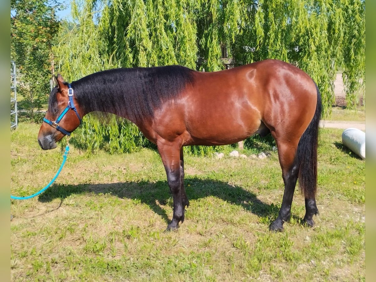 American Quarter Horse Castrone 3 Anni Baio ciliegia in Sega