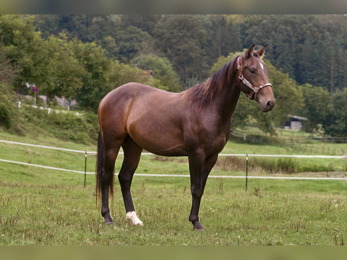 American Quarter Horse Castrone 3 Anni Baio in Erbach