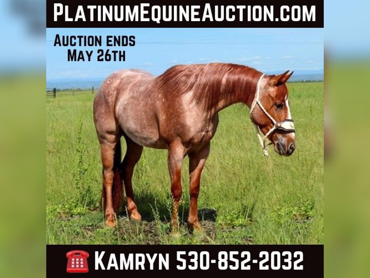 American Quarter Horse Castrone 3 Anni Roano rosso in Pleasant Grove CA