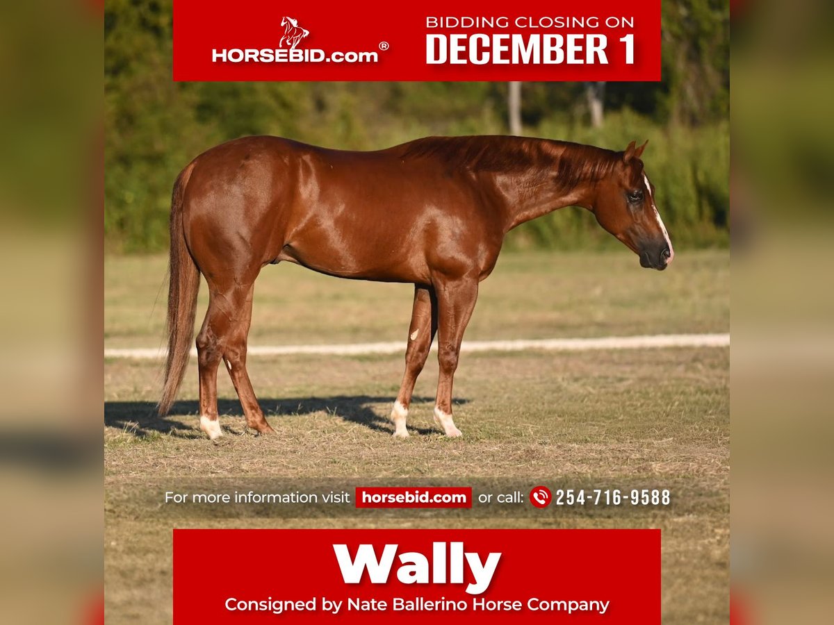 American Quarter Horse Castrone 3 Anni Sauro ciliegia in Waco