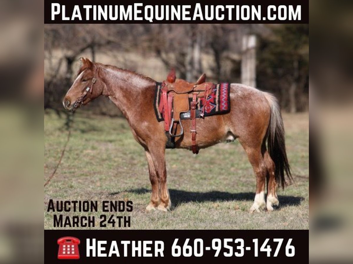 American Quarter Horse Castrone 4 Anni 132 cm Roano rosso in Bolivar Mo