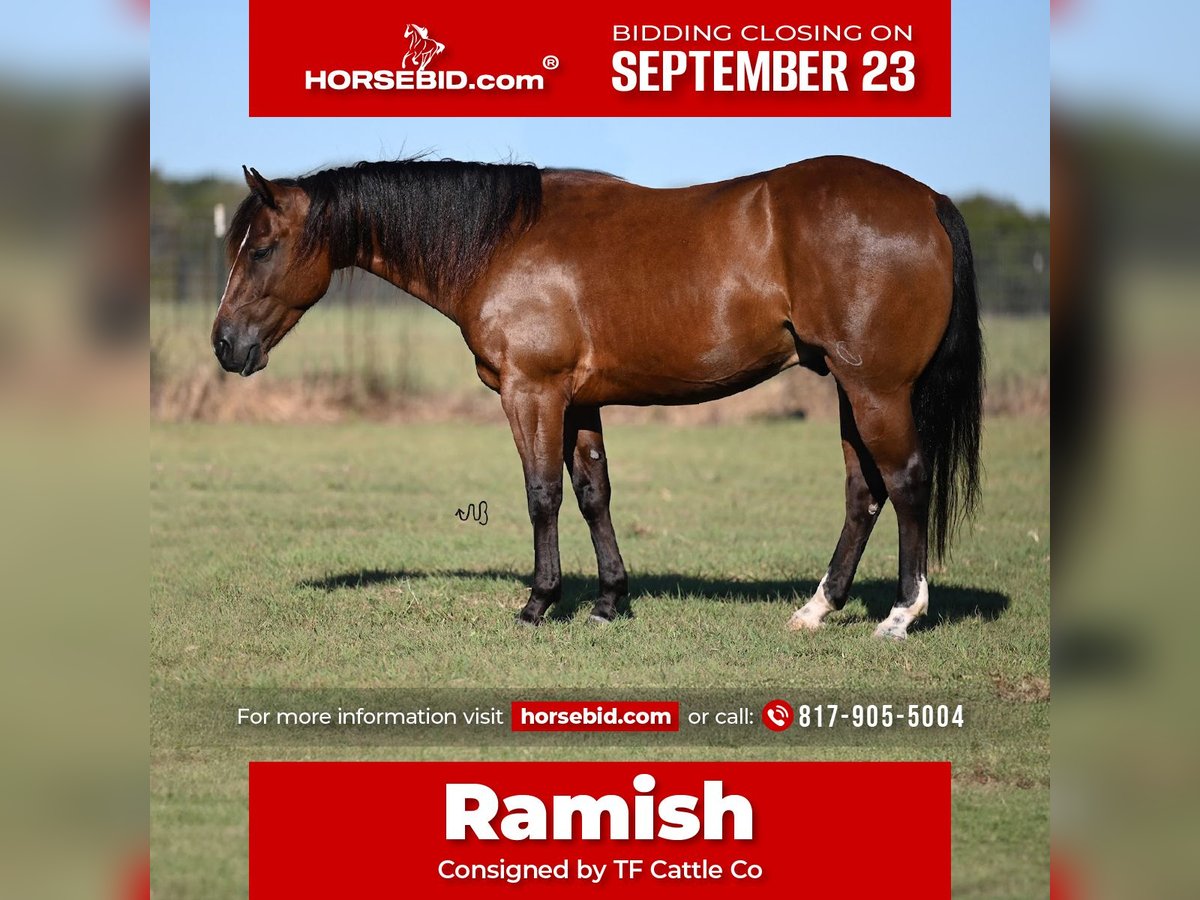 American Quarter Horse Castrone 4 Anni 142 cm Baio ciliegia in Cresson, TX