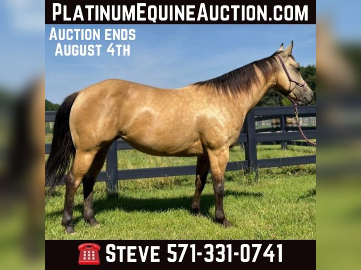 American Quarter Horse Castrone 4 Anni 142 cm Pelle di daino in Brooklyn NY