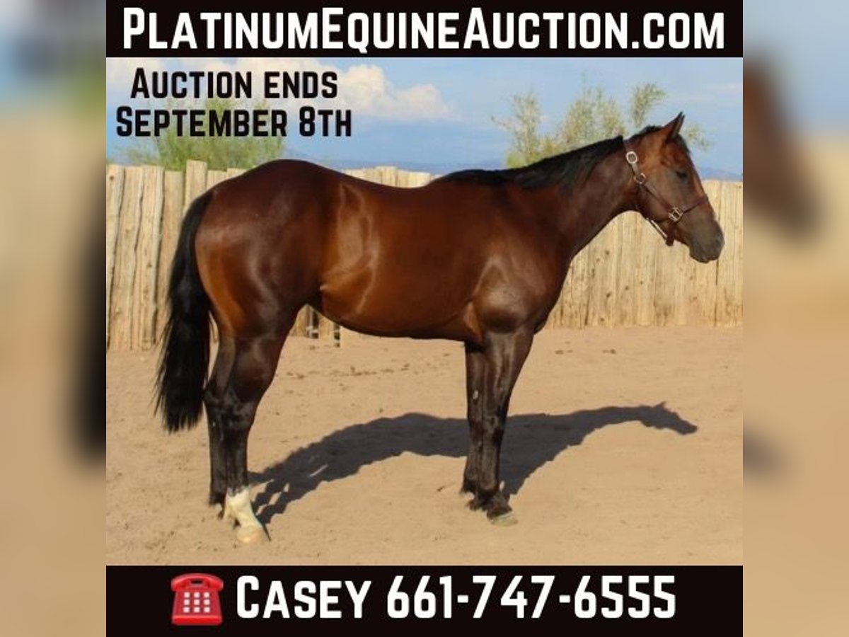 American Quarter Horse Castrone 4 Anni 145 cm Baio ciliegia in Scottsdale AZ