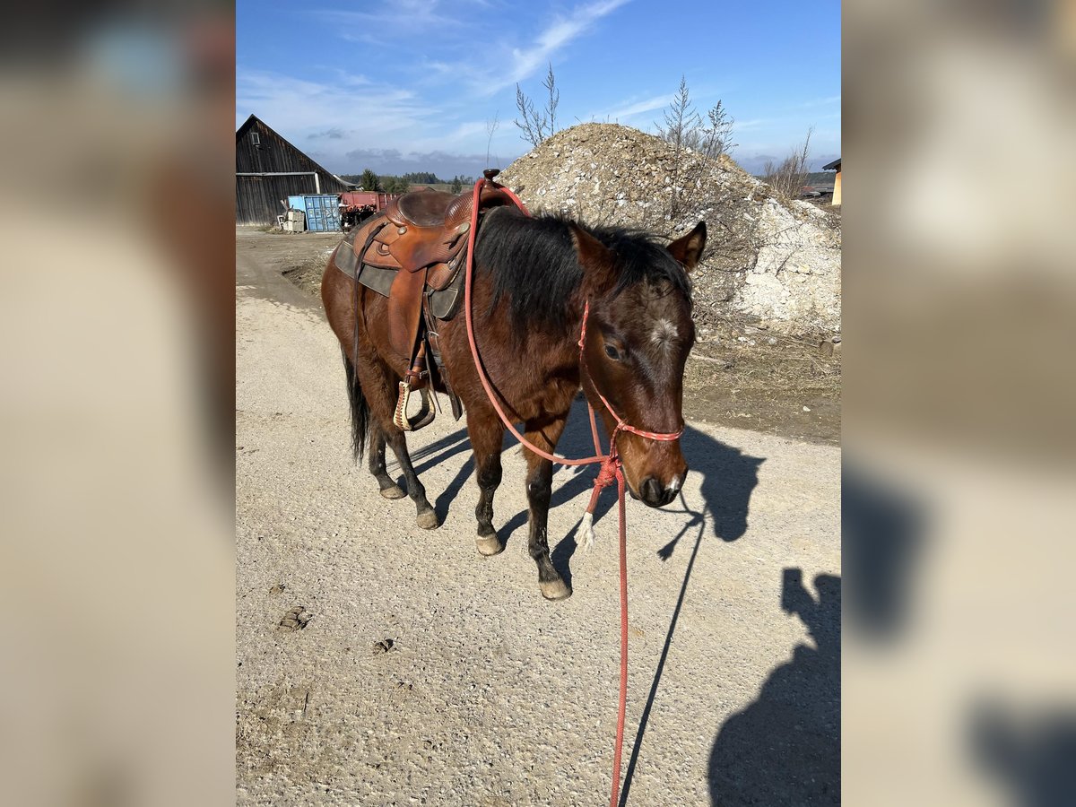 American Quarter Horse Castrone 4 Anni 145 cm Baio in Großweißenbach