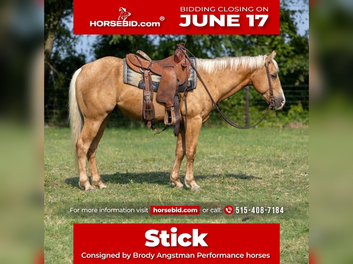 American Quarter Horse Castrone 4 Anni 145 cm Palomino in Lufkin