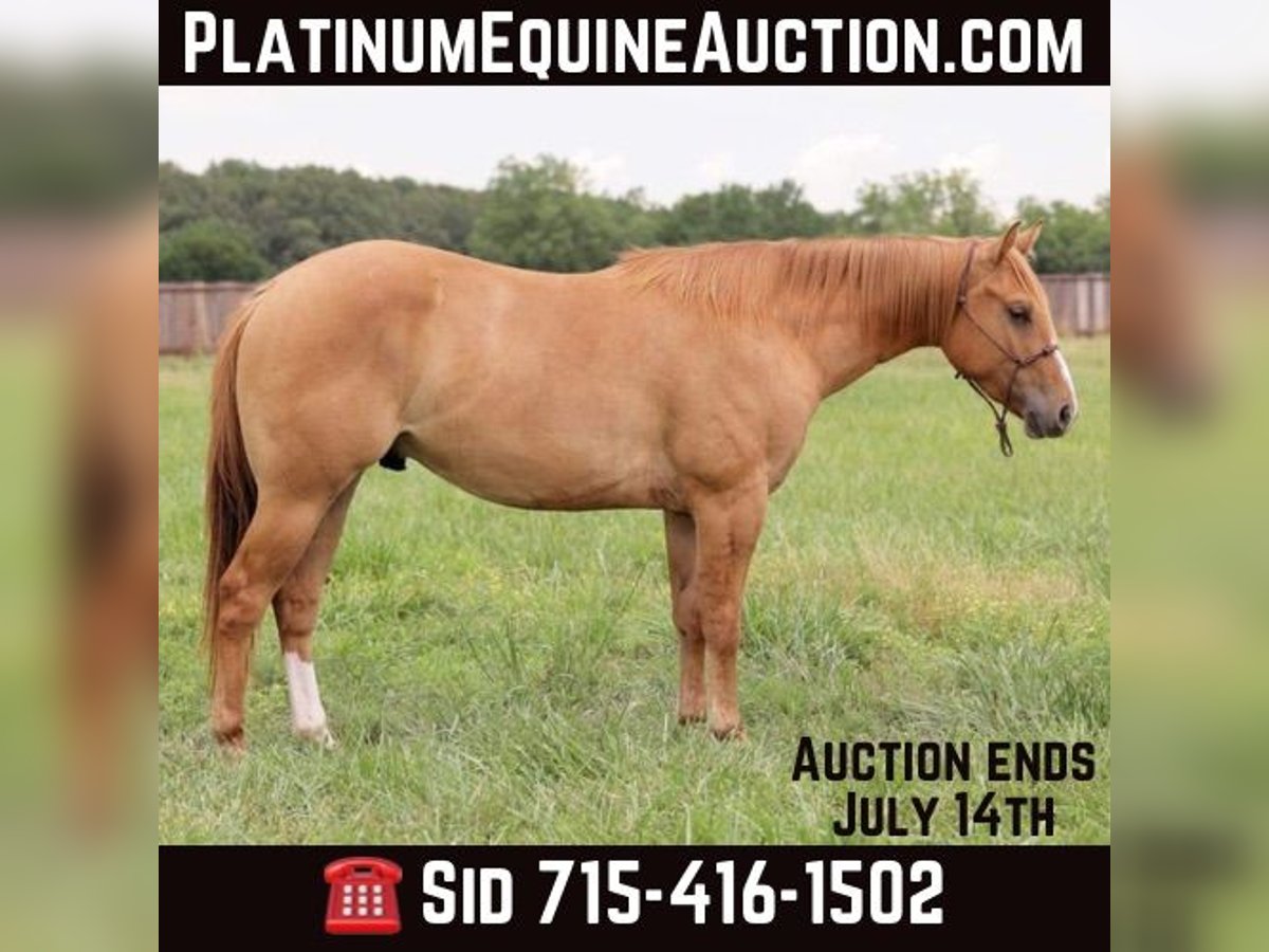 American Quarter Horse Castrone 4 Anni 145 cm Red dun in Adair OK