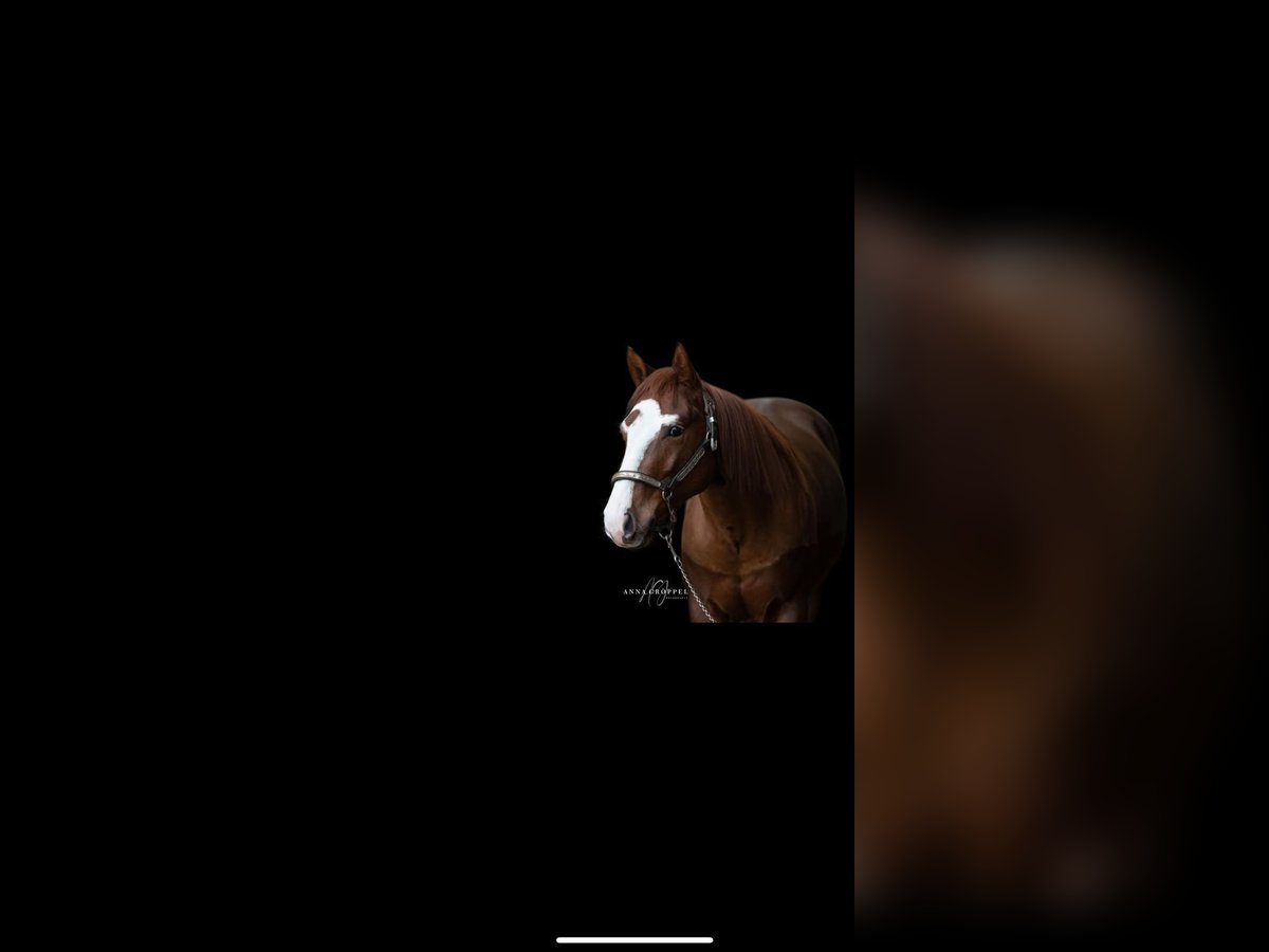 American Quarter Horse Castrone 4 Anni 146 cm Sauro scuro in Rhede