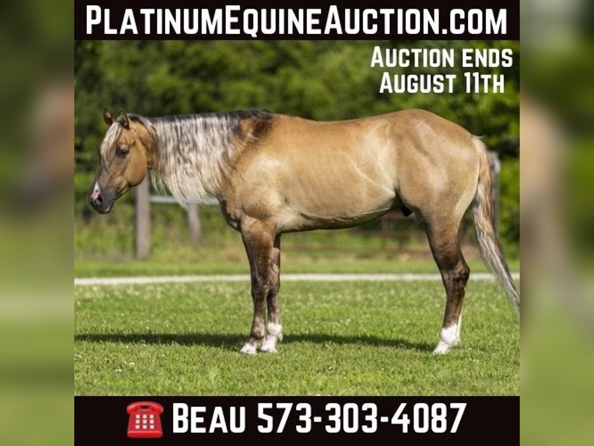 American Quarter Horse Castrone 4 Anni 147 cm Falbo in Canyon TX