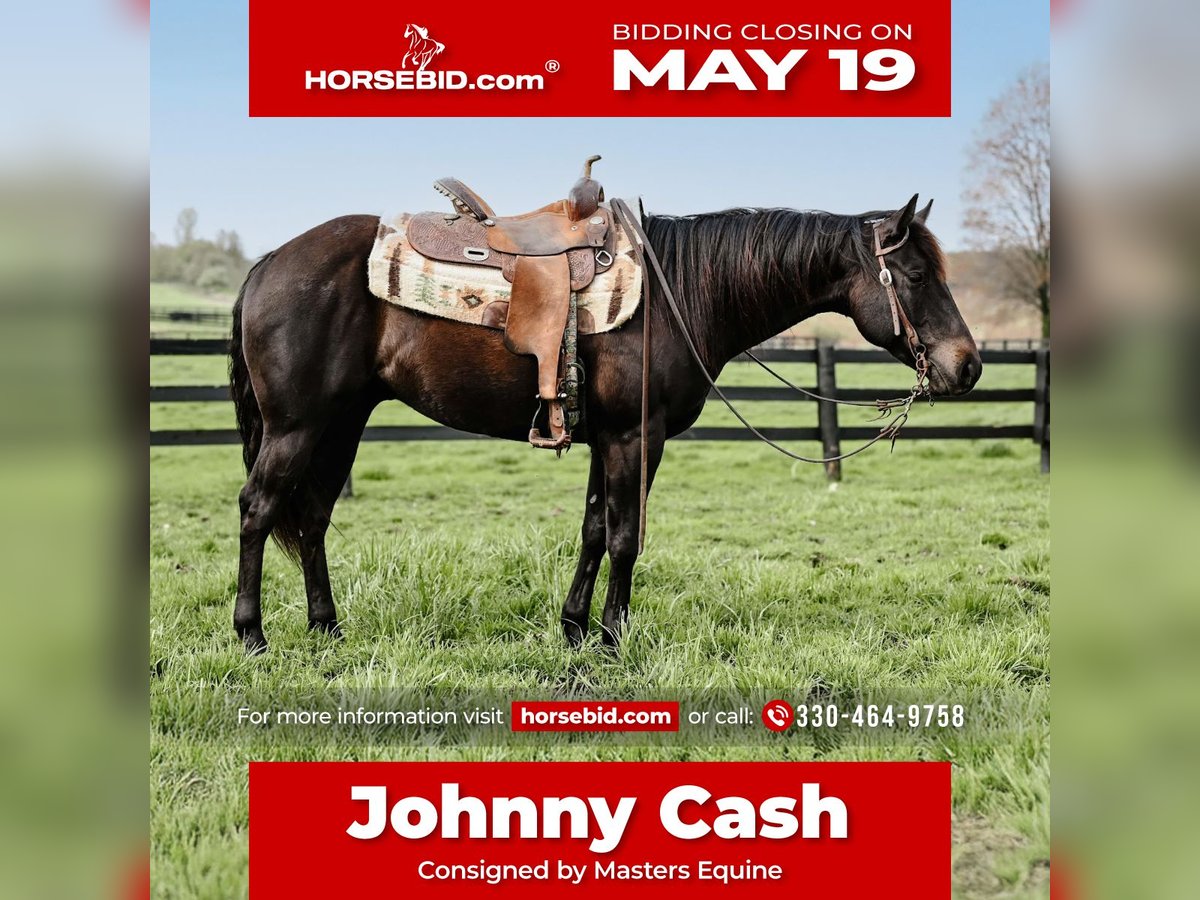 American Quarter Horse Castrone 4 Anni 147 cm Morello in Orrville, OH